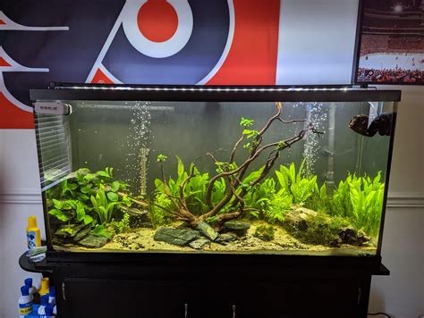 aquarium advice|Running a Home Aquarium: Advice & Tips .